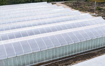 Malla Anti-Virus: Protección de Cultivos y Sostenibilidad en la Agricultura de Guatemala y Nicaragua