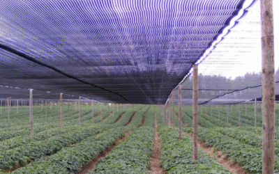 Sarán de Polipropileno: Características y Usos en Agricultura y Construcción en Guatemala y Nicaragua
