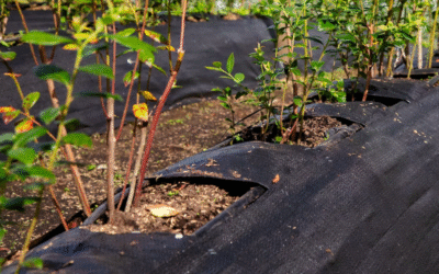 Ground Cover: Malla Antimaleza de Polipropileno, Usos y Características