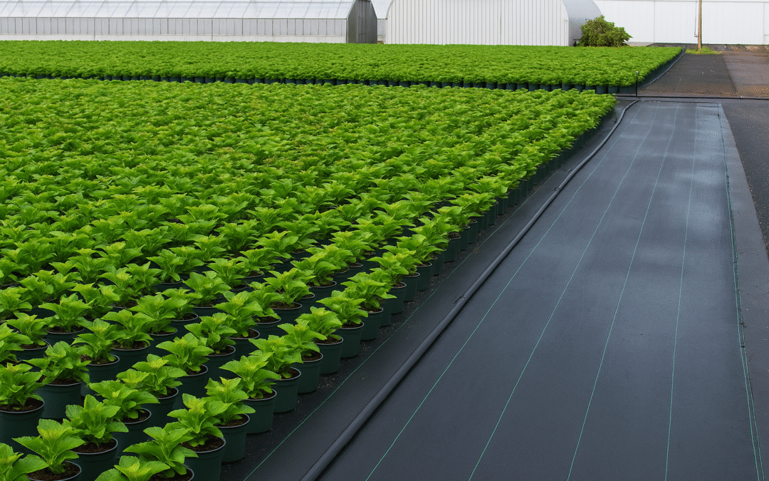 Cobertor de suelo: qué es, cómo funciona y por qué mejorará tus cultivos en temporada de lluvia