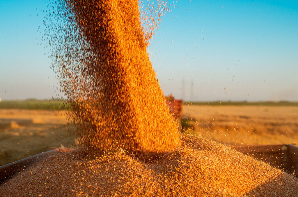 Store Your Seeds and Dry Crops Safely with Jute Bags