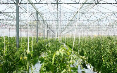 ¿Sabes cómo proteger tus cultivos con telas agrícolas? Aprende más sobre la malla anti-virus, el cobertor de suelo y su uso en época de lluvias