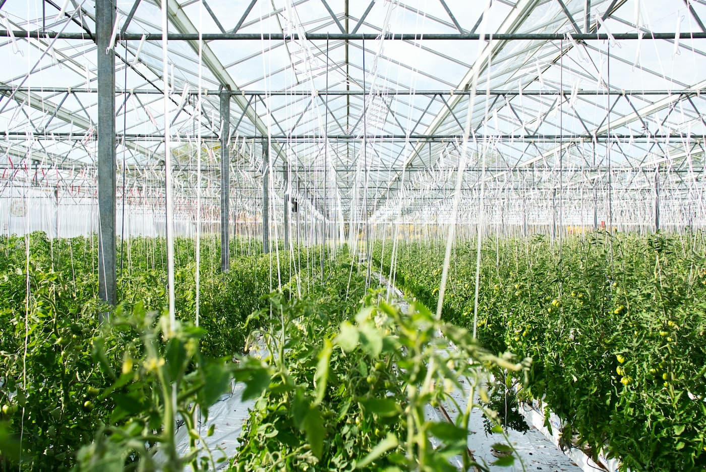 ¿Sabes cómo proteger tus cultivos con telas agrícolas? Aprende más sobre la malla anti-virus, el cobertor de suelo y su uso en época de lluvias