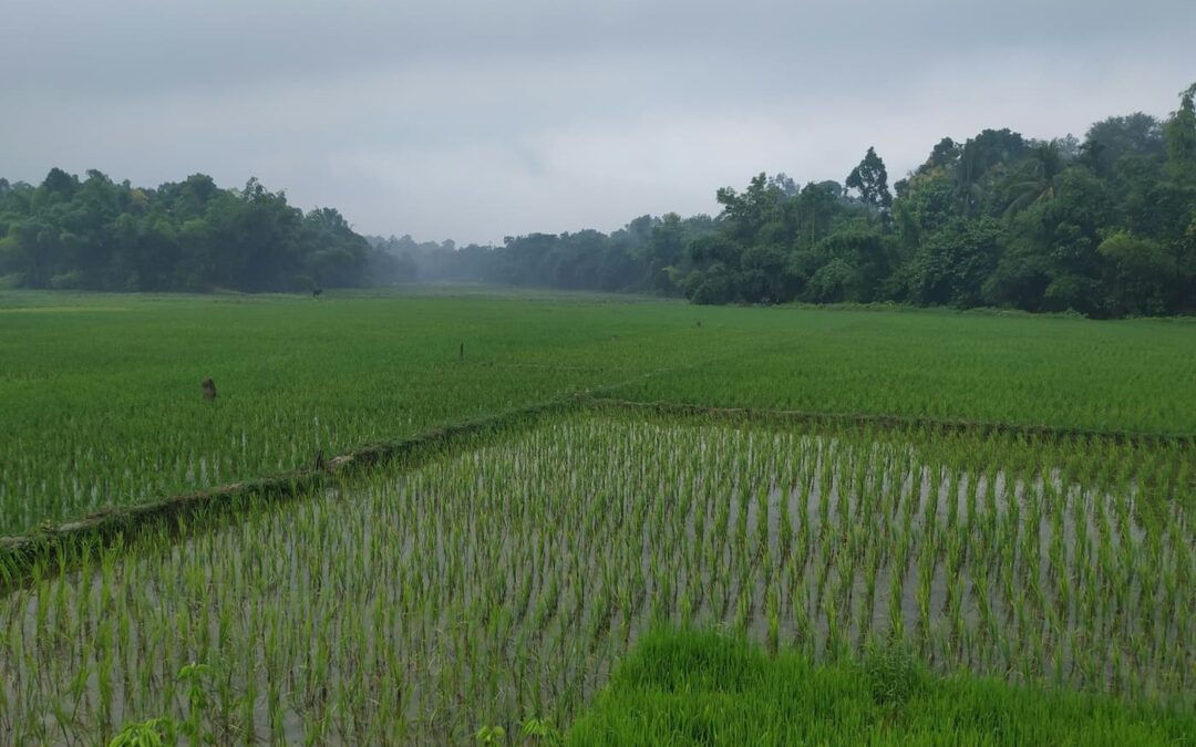 Protect Your Crops from Erosion During the Rainy Season with Geosacks and TrapBags