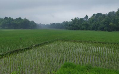 Protect Your Crops from Erosion During the Rainy Season with Geosacks and TrapBags