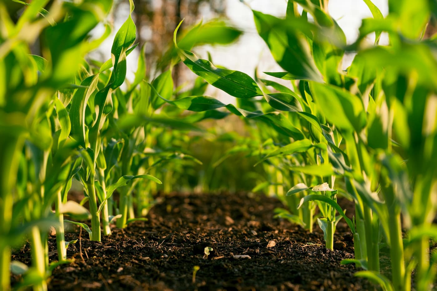 Safeguard Your Crops by Practicing Phytosanitary Protection and Implement Anti-Virus Mesh and Ground Covers During the Rainy Season