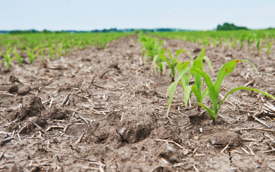How to Choose Between TrapBag and Geosacks for Your Anti-Erosion Project During the Rainy Season