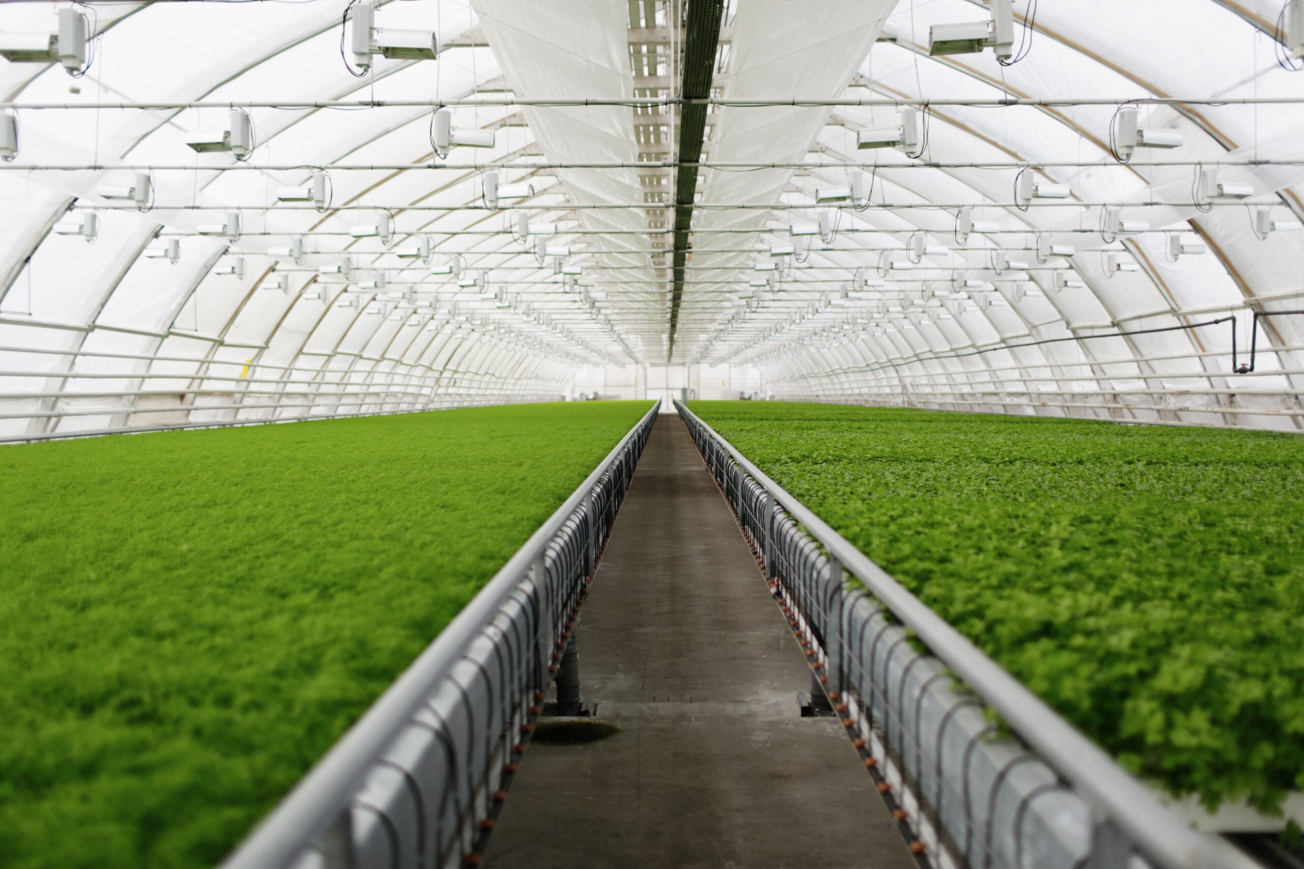Learn How to Protect Your Crops with Anti-Virus Mesh, Ground Covers, and How to Use Them During the Rainy Season