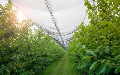 Conoce los tipos de sarán y aprende cómo elegir la malla sombra adecuada para tu proyecto