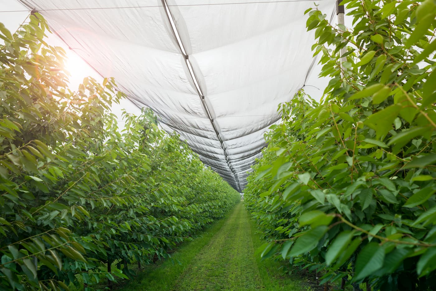 Discover the Different Types of Saran Shade Covers and Learn How to Choose the Right Shade Net for Your Project Discover the Different Types of Saran Shade Covers and Learn How to Choose the Right Shade Net for Your Project