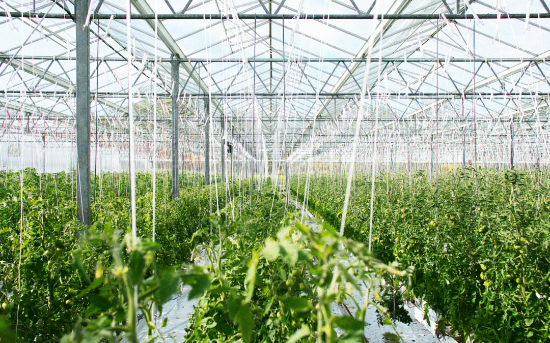 Protect Your Crops During Rainy or Cold Seasons with Saran Shade Covers