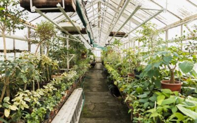 Guía rápida para la instalación del ground cover, la herramienta esencial de control fitosanitario en viveros e invernaderos