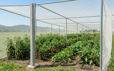 Does insect netting make your greenhouse hotter? Find out what you need to know before installing it