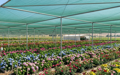 How do I care for my flowers crops in Guatemala? A guide to high-quality production