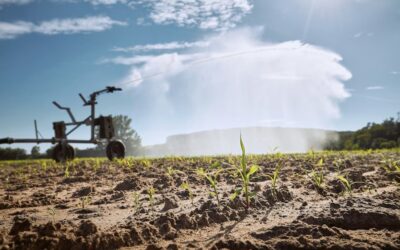 The Dry Spell in Guatemala: What It Is, When It Affects the Agribusiness Sector, and How to Prepare