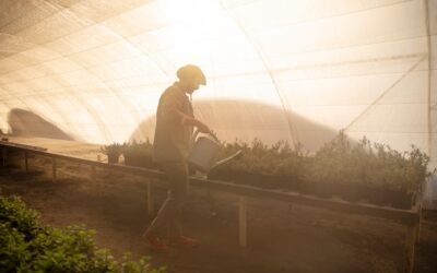 Water Stress and Heatstroke: The Role of Shade Netting in Saving Your Crop During a Heat Wave