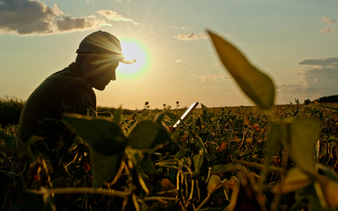 The Climate Over the Past Half-Year: Why the Heatwave Drought Is Having Such a Major Impact on Regional Agriculture