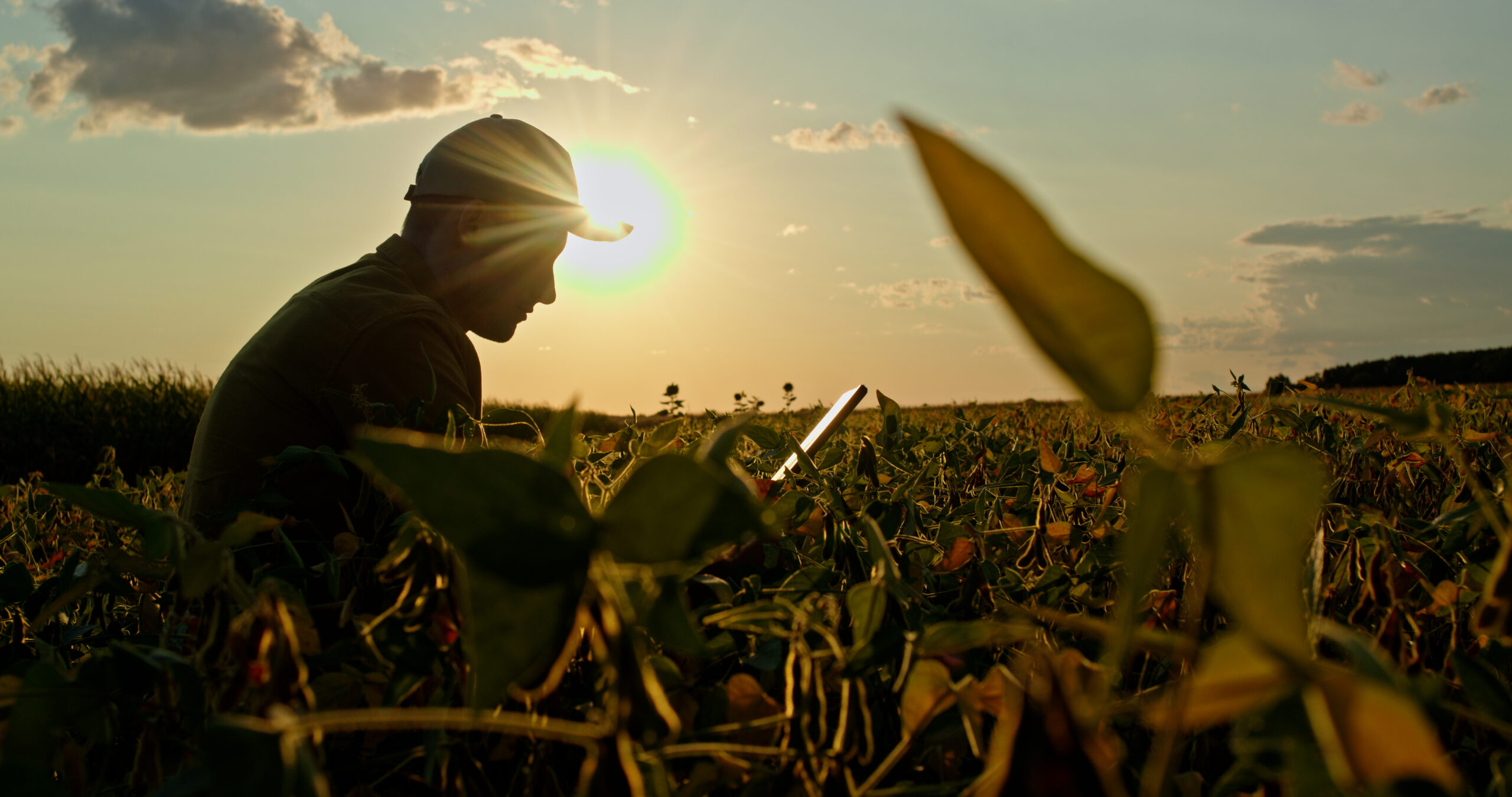 Silhouette of a farmer with a tablet, sitting in a pea field at sunset, studying the crops. El clima de medio año