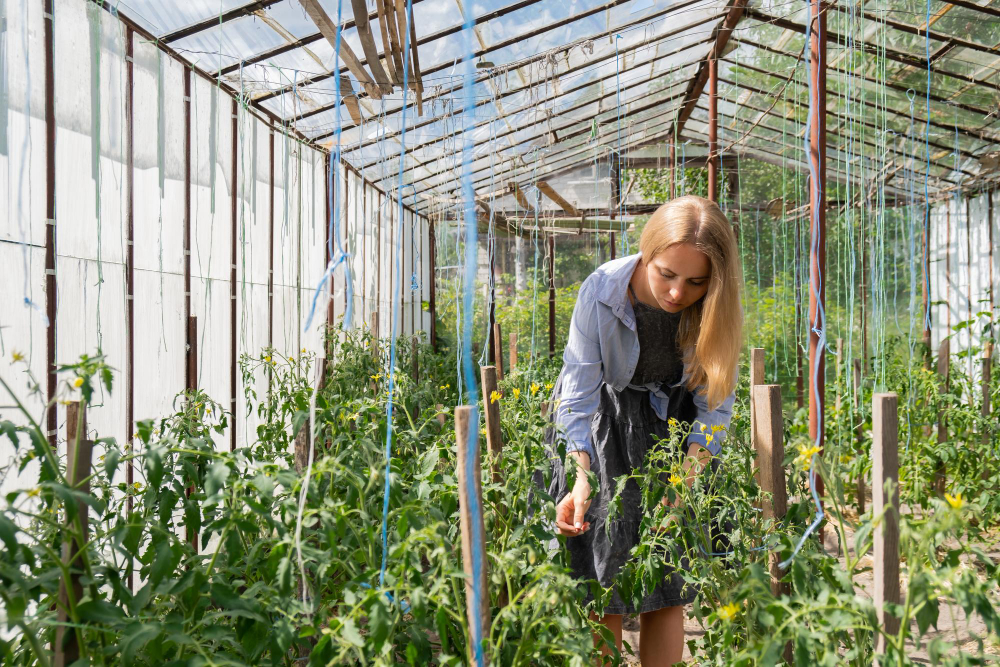 cultivos de postrera agricultora realizando cultivos de postrera para tomates