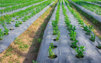 Protección contra el exceso de agua: El rol de cobertor del suelo en el rendimiento de los vegetales de fin de año