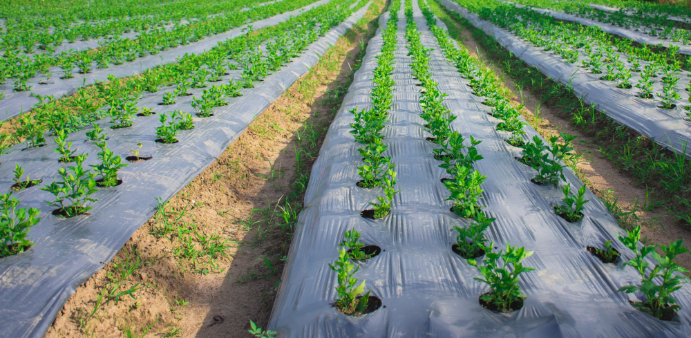 Cobertor de suelo utilizado en epoca de lluvias para cubrir vegetales El cobertor de suelo es utilizado para cubrir los vegetales en epoca de lluvia.