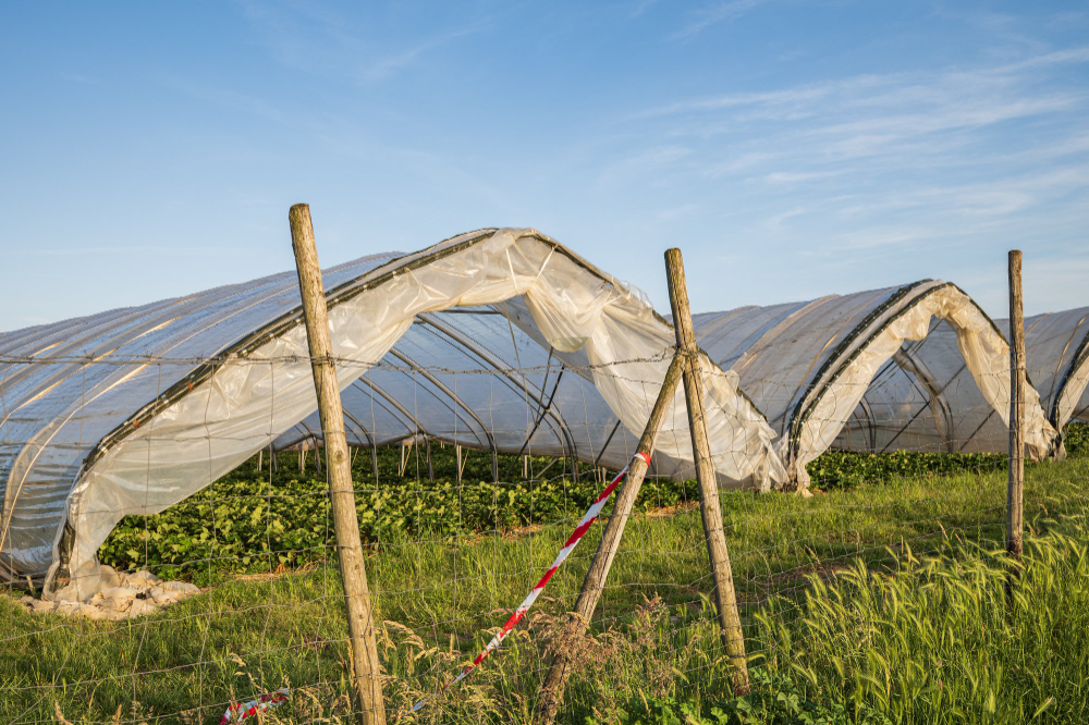 Malla sombra protege cultivo tardio