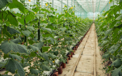 Greenhouses and Macro-Tunnels During the Rainy Season: The Importance of Agricultural Pita in Managing Internal Humidity