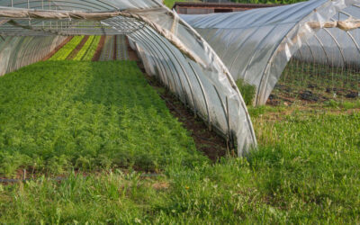 Mosquito Protection: How Anti-Virus Netting Protects Your Crops from Rain and Insects